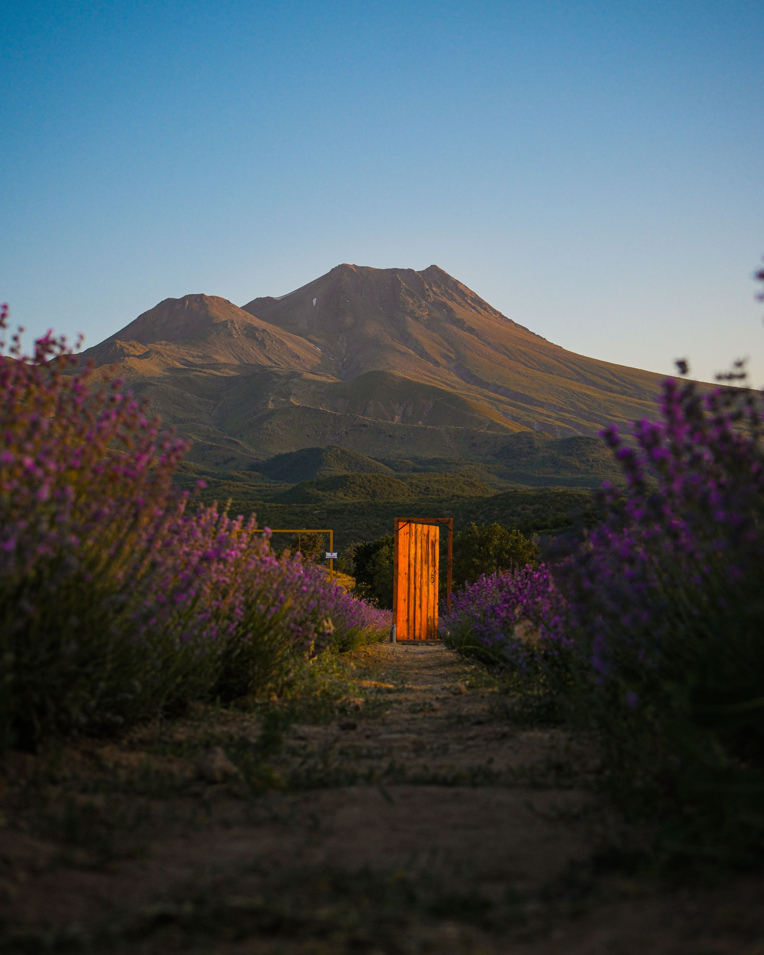 A golden-lit mountain with a glowing wooden door among purple wildflowers